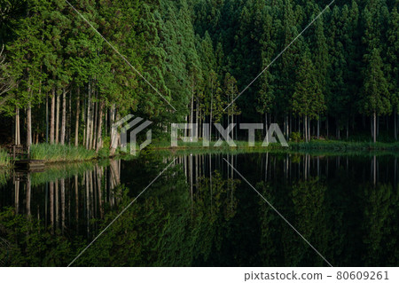 A quiet forest with beautiful reflections on the surface of the water 80609261
