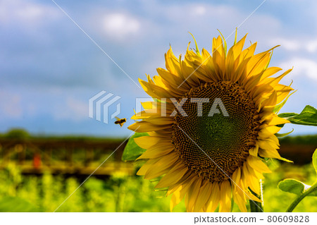 向日葵和蜜蜂 向日葵和蜜蜂 80609828