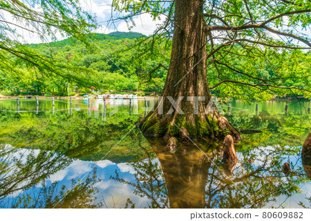 Fantastic scenery of Greenpia Kasugai and Bald Cypress <Kasugai City, Aichi Prefecture> Fantastic scenery of Greenpia Kasugai and Bald Cypress <Kasugai City, Aichi Prefecture> 80609882