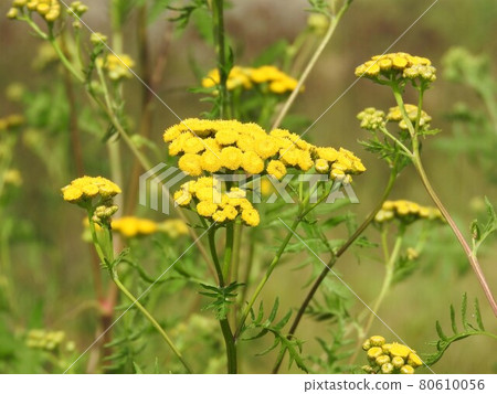 菊科多年生植物“艾菊” 菊科多年生植物“艾菊” 80610056