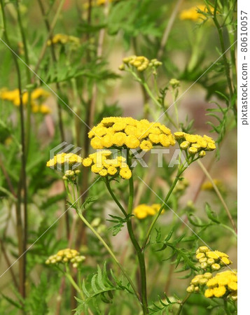 菊科多年生植物“艾菊” 80610057
