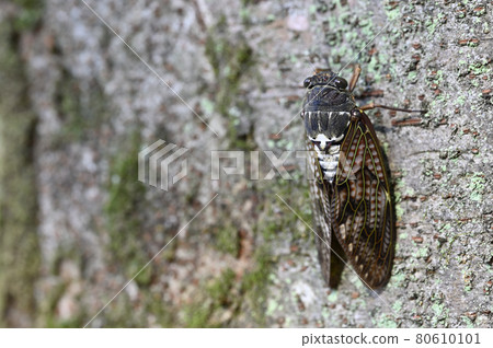 Brown cicada 80610101