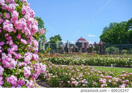 Rose garden Rose garden 80610247