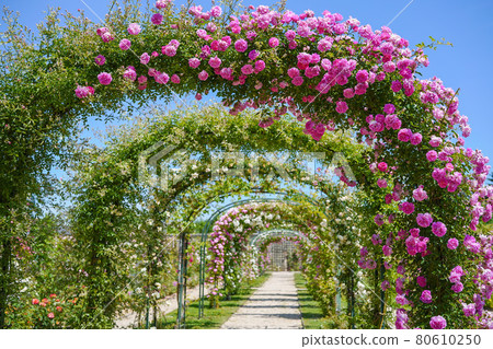 Rose tunnel 80610250