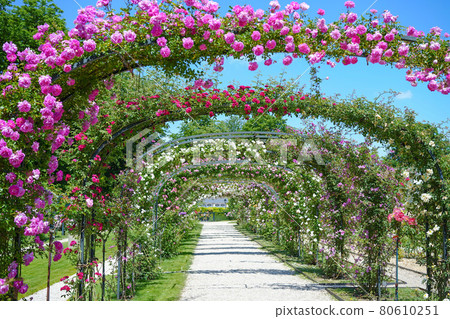 Rose tunnel 80610251