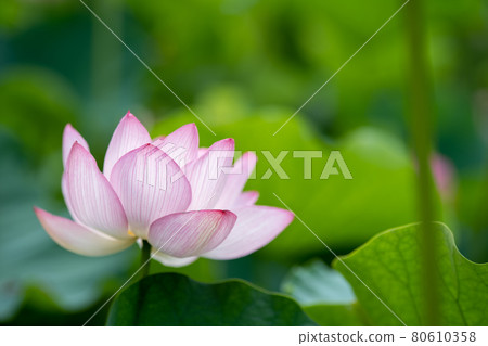 Beautiful lotus flower July Beautiful lotus flower July 80610358