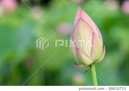 Lotus flower buds 80610753