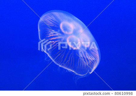漂浮的水族館水母 漂浮的水族館水母 80610998