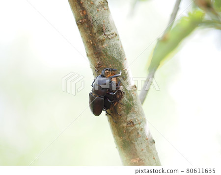 Male and female sawtooth sap gathering in sap 80611635