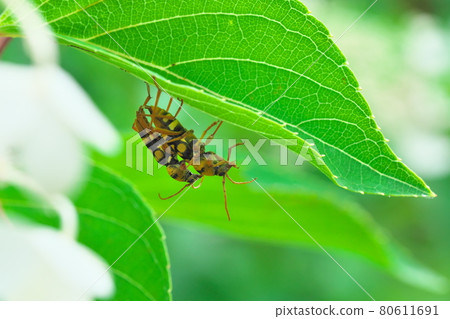 [Insects] Mating of Chlorophorus chinensis 80611691