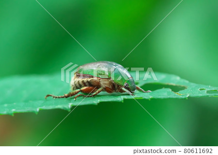 [Insects] Up of scarab beetle 80611692