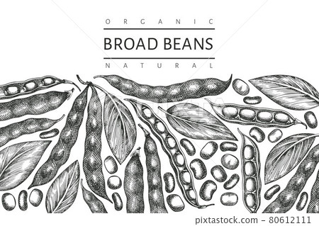 Hand drawn broad beans design template. Organic fresh food vector illustration. Retro pods illustration. Engraved botanical style cereal background. Hand drawn broad beans design template. Organic fresh food vector illustration. Retro pods illustration. Engraved botanical style cereal background. 80612111