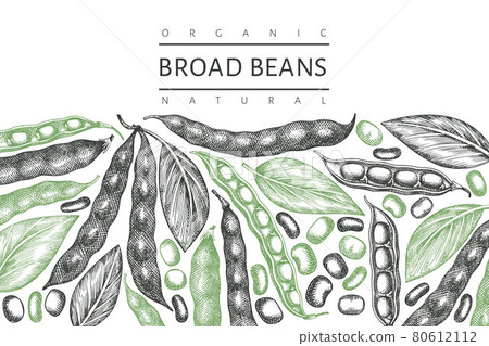 Hand drawn broad beans design template. Organic fresh food vector illustration. Retro pods illustration. Engraved botanical style cereal background. 80612112