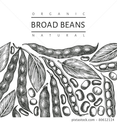 Hand drawn broad beans design template. Organic fresh food vector illustration. Retro pods illustration. Engraved botanical style cereal background. 80612114