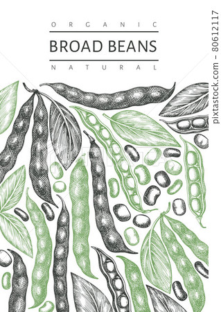 Hand drawn broad beans design template. Organic fresh food vector illustration. Retro pods illustration. Engraved botanical style cereal background. Hand drawn broad beans design template. Organic fresh food vector illustration. Retro pods illustration. Engraved botanical style cereal background. 80612117