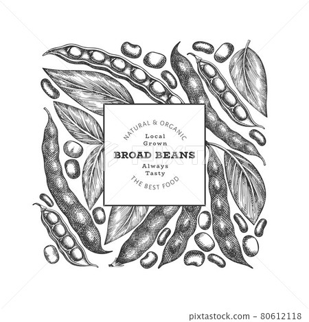 Hand drawn broad beans design template. Organic fresh food vector illustration. Retro pods illustration. Engraved botanical style cereal background. Hand drawn broad beans design template. Organic fresh food vector illustration. Retro pods illustration. Engraved botanical style cereal background. 80612118