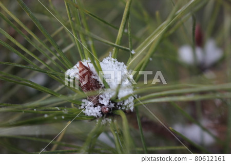 Snow on leaves of plant during snowfall winter season 80612161