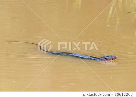 Varanus salvator, animal in the water at forest Varanus salvator, animal in the water at forest 80612263