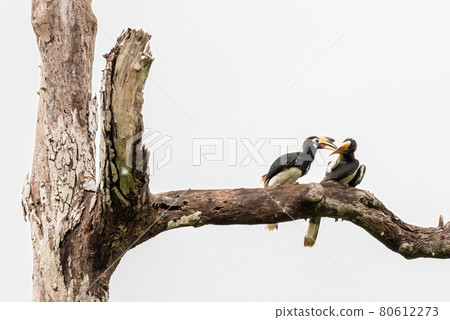 Oriental Pied Hornbill,bird wildlife on the branch in nature 80612273