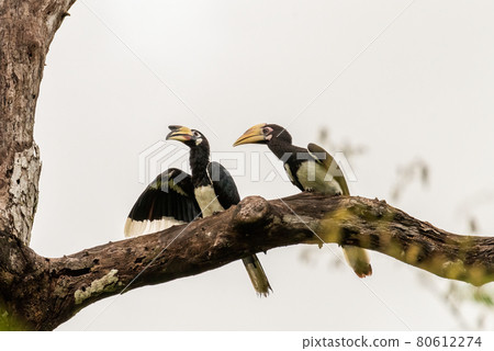 Oriental Pied Hornbill,bird wildlife on the branch in nature 80612274