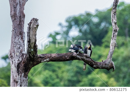 Oriental Pied Hornbill,bird wildlife on the branch in nature 80612275