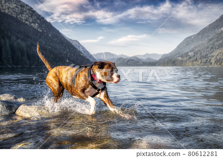 Playful and Funny Boxer Dog swimming in the water 80612281