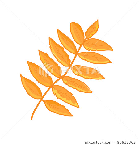 Rowan tree leaf isolated on white background. Autumn design element. Vector. 80612362