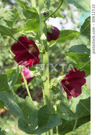 Blooming mallow. Several red flowers of mallow. 80612510