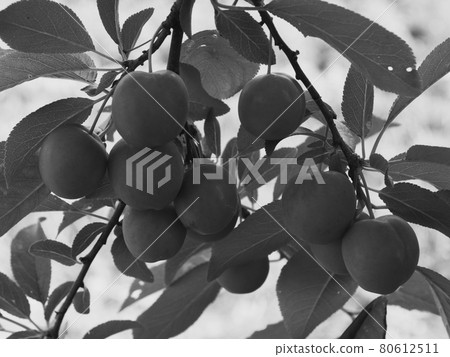 Unripe cherry plum fruits. Branch with berries. Black and white. Unripe cherry plum fruits. Branch with berries. Black and white. 80612511