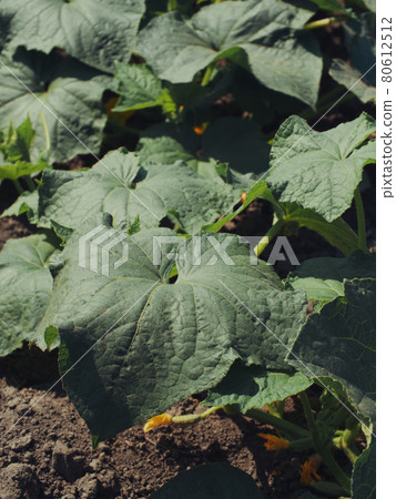 Cucumber stalks in the home garden. Homegrown plants. 80612512