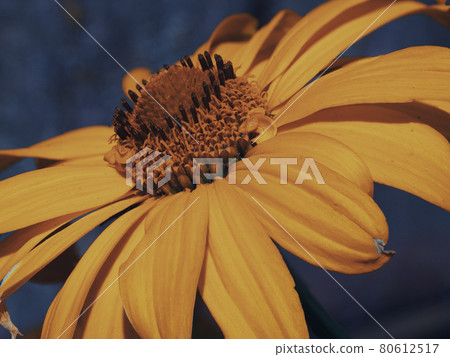 Arnica montana, also known as wolf's bane, leopard's bane, mountain tobacco and mountain arnica. Arnica montana is used as an herbal medicine for analgesic and anti-inflammatory purposes. Close-up. Arnica montana, also known as wolf's bane, leopard's bane, mountain tobacco and mountain arnica. Arnica montana is used as an herbal medicine for analgesic and anti-inflammatory purposes. Close-up. 80612517