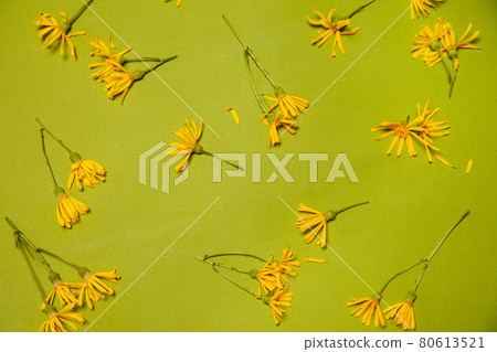 Mountain arnica flowers composition on green background 80613521