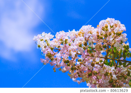 縐紗花 80613629