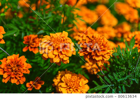 Calendula flowers 80613634