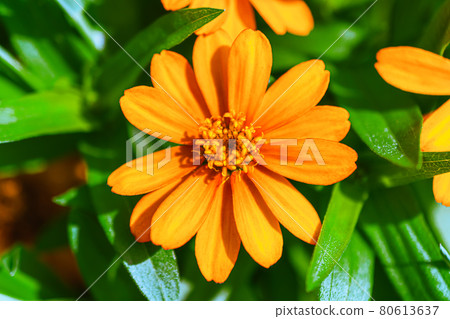 Macro-photographed Zinnia zinnia 80613637