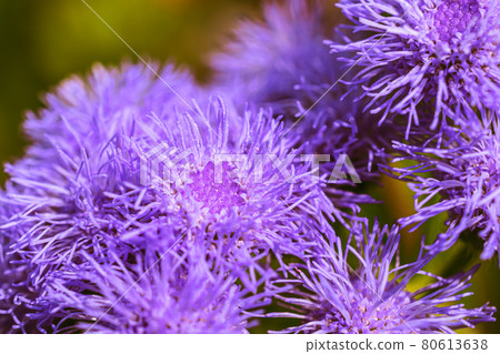 Macro-shot bluemink 80613638