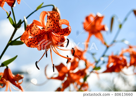 Oni lily Oni lily 80613660