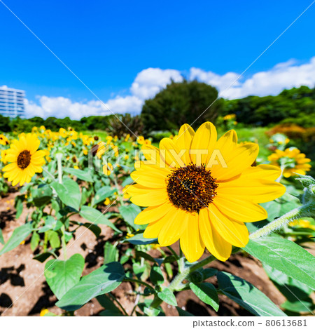 Sunflower sunflower [summer image] 80613681
