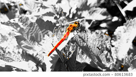 是時候出現sympetrum frequens了嗎? 是時候出現sympetrum frequens了嗎? 80613683