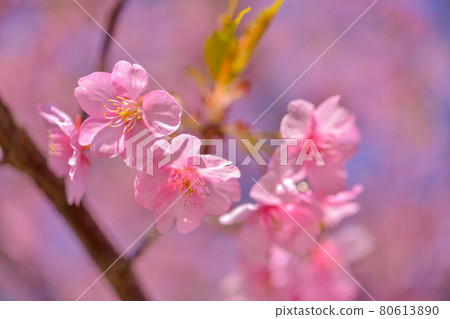  桃花 80613890
