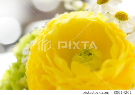 Ranunculus Flower 80614261