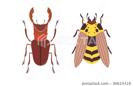 Bug Species Set, Top View of Rhinoceros Beetle and Wasp Insects Cartoon Vector Illustration 80614328