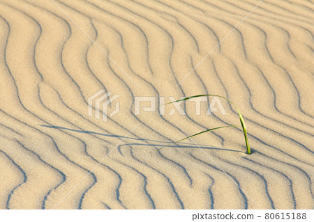 Wind crest sand crest sand dune sand Wind crest sand crest sand dune sand 80615188