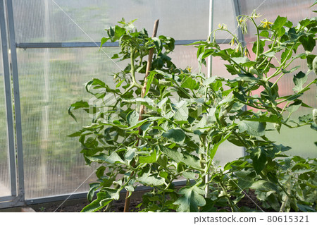 Green tomato plants in the greenhouse. Organic farming, growing young tomato plants in a greenhouse Green tomato plants in the greenhouse. Organic farming, growing young tomato plants in a greenhouse 80615321