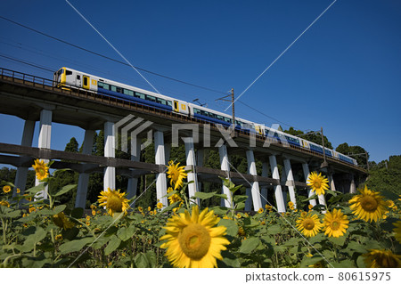 在大江的向日葵田中奔跑的若潮 在大江的向日葵田中奔跑的若潮 80615975