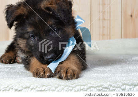German shepherd puppy posing on a white background 80616620