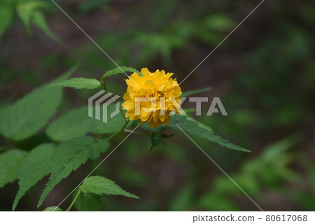 Yae Yamabuki's flower 80617068