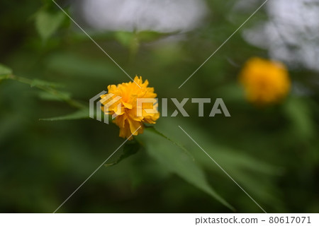 Yae Yamabuki's flower 80617071