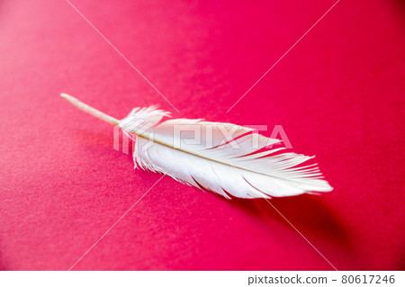 White feather on red background White feather on red background 80617246