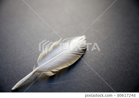 White feather on elegant background White feather on elegant background 80617248